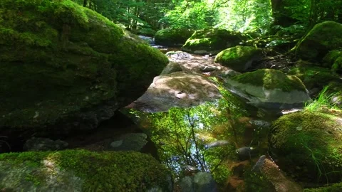 River aist in the austrian valley aisttal in may Vidéo 131839159