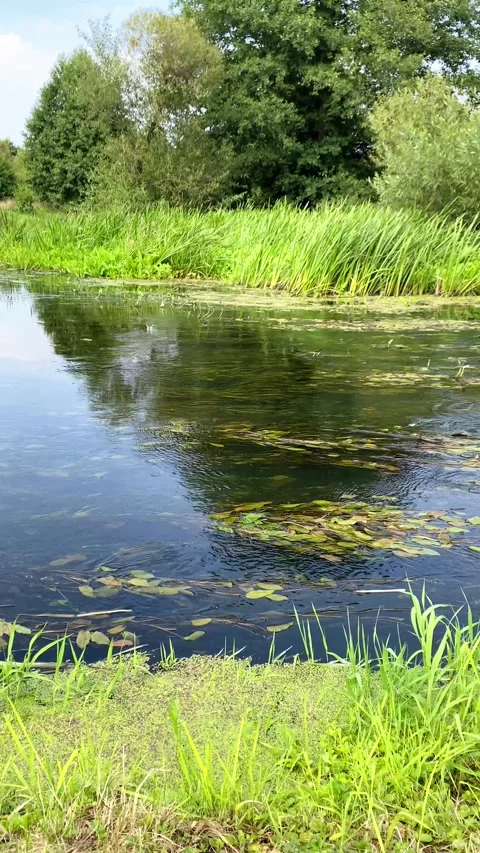 A river with algae amidst the forest. Hot summer. Vertical video Stock-Footage 282200770