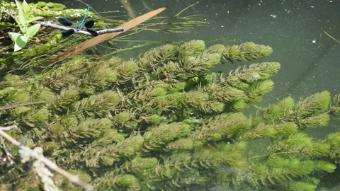 River with algae and dragonflies in summer Stock Footage 133281161