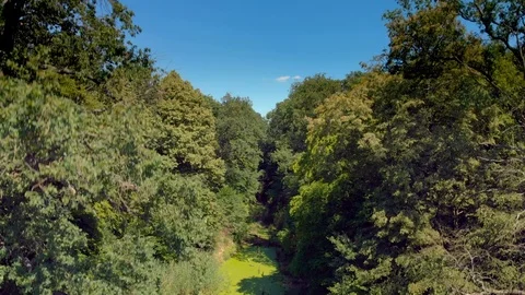 River with algae and duckweed inside forest. Video stock 91945373