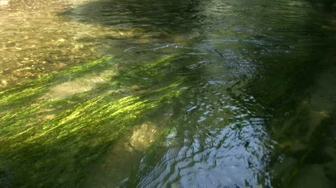 River algae Stock Footage 504038
