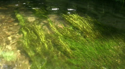 River algae Stock Footage 504115