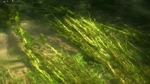 River algae Stock-Footage 504451