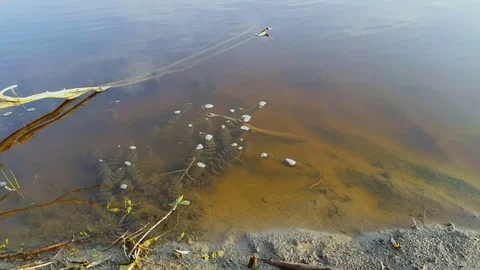 River algae Video stock 80441246