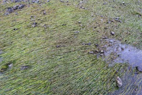River with algae Stock Photos