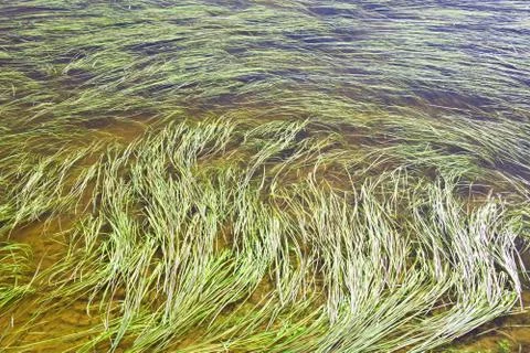 River algae spread over Stock Photos