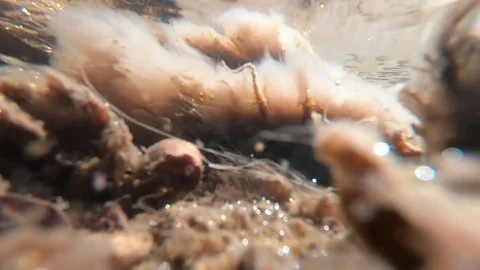 River algae swaying in the stream flow Stock Footage 119059919
