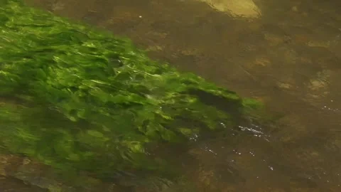 River algae in the water - 55 Stock Footage 310049094