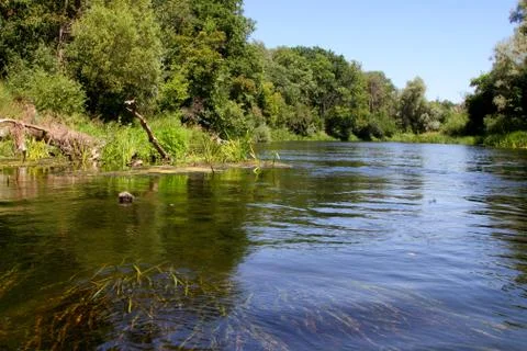 River algae in the water of a clean river. Stock Photos