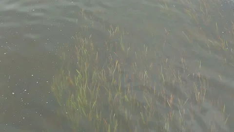 River algae in the water top view Stock Footage 138646143