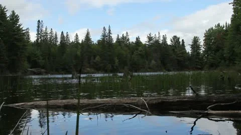 River In Algonquin Park 動画素材 20529442