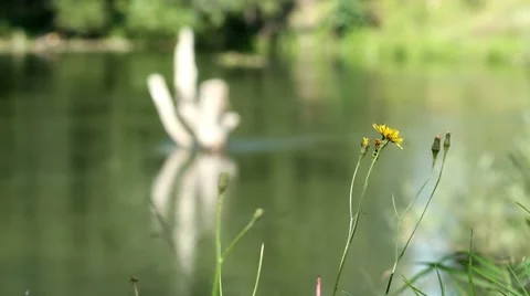 River in all its glory Stock Footage 8631833