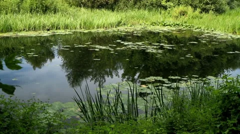 River in all its glory Stock-Footage 8634618