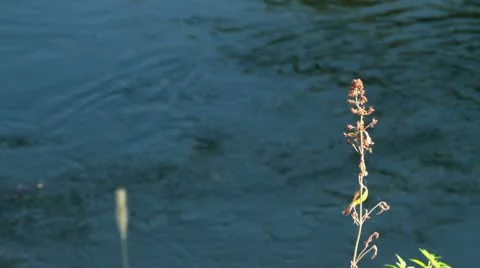 River in all its glory Видео 8845260