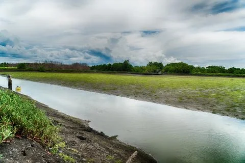 River along the mangrove trees Stock Photos