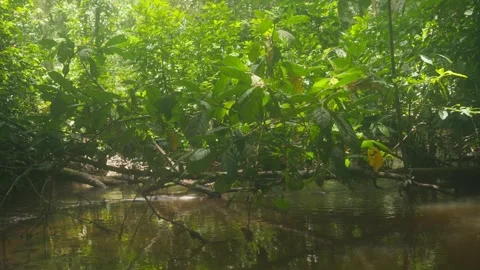 River in the Amazon Stock Footage 317885079