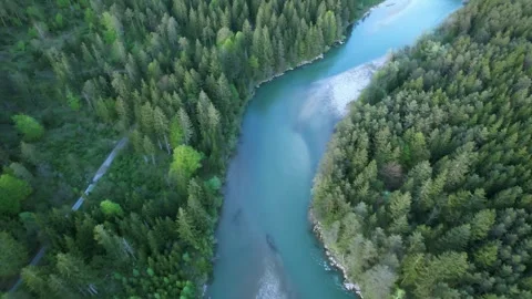 River among coniferous forest in the Austrian Alps Stock Footage 240859632