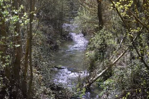 River among the forest Stock Photos