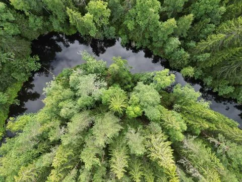 A river among a pine forest Stock Photos