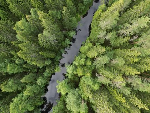 A river among a pine forest Stock Photos