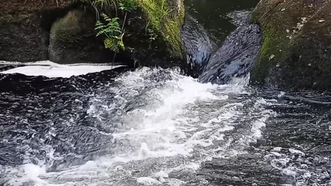 River among the stones in the mountain forest in summer Stock Footage 236141163