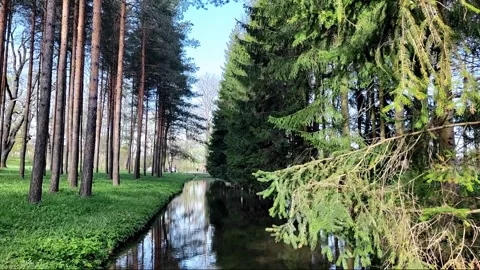 River among trees Video stock 274881858