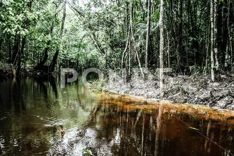 A river and beautiful trees in a rainforest Stock Photos