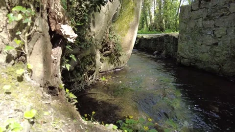 River and Bird flying Stock Footage 153262260