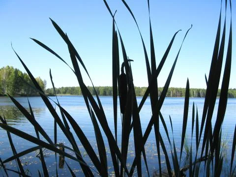 River and cane Stock Photos