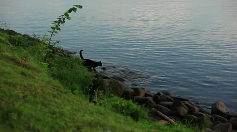 River and cat hunt Stock Footage 32701221