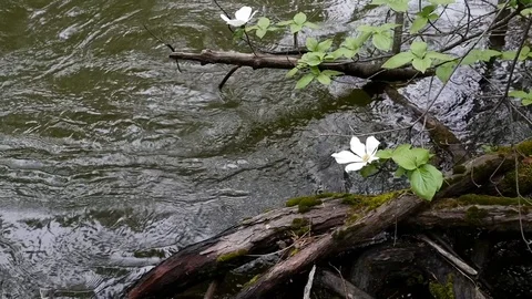 River and dogwoods Stock Footage 108196723