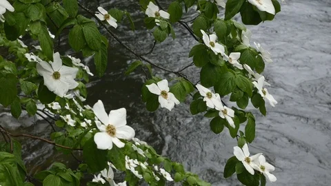 River and dogwoods Stock Footage 108197875
