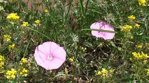 River and Flowers Stockbeeldmateriaal 22364586