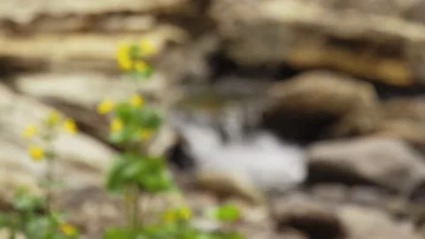 River and Flowers Stream Spring Summer Beauty River Rocks California USA Stock Footage 152991458