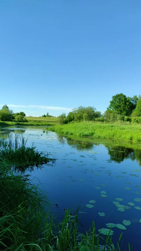 River and forest 10 Video stock 337581126