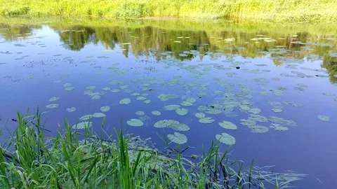 River and forest 4 Stock Footage 337518077