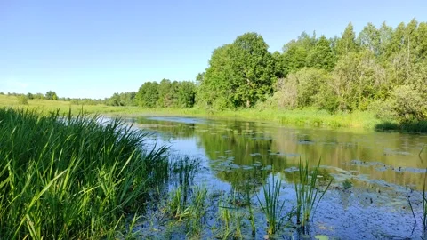 River and forest 6 Stock Footage 337581821