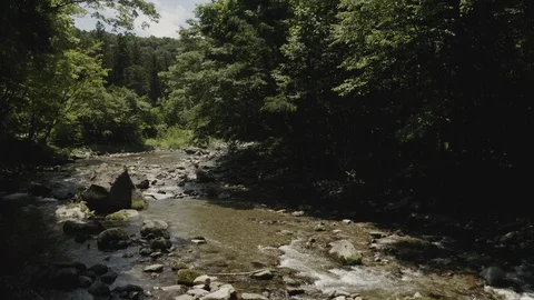 River And Forest Aerial View Stock-Footage 110781826
