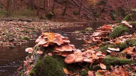 River and forest in the autumn Stock Footage 81532508