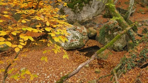 River and forest into canyon. 스톡 동영상 97741462