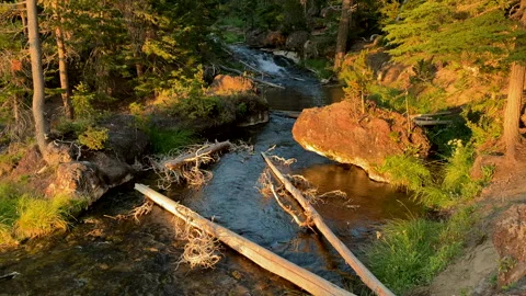 River and forest in evening twilight Video stock 206298475