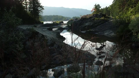 River and forest Stock Footage 203897429