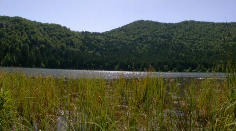 River and forest mountain Video stock 653664