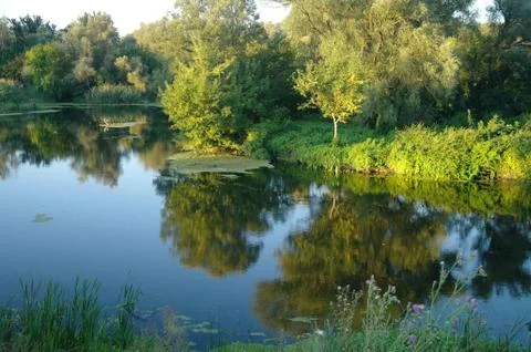 River and forest. Nature composition. Stock Photos