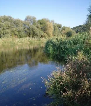 River and forest. Nature composition. Stock Photos