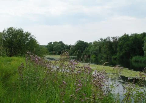 River and forest. Nature composition. Stock Photos