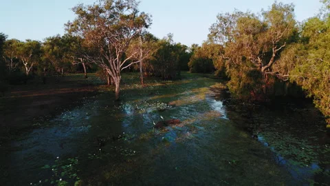 River and forest in Northern Territory, Australia Stock Footage 287136807