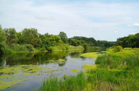 River and forest. Stock Photos