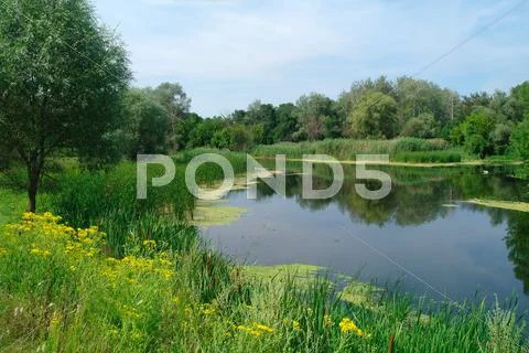 River and forest. Stock Photos
