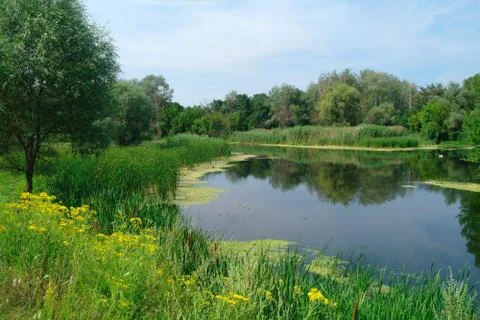 River and forest. Stock Photos